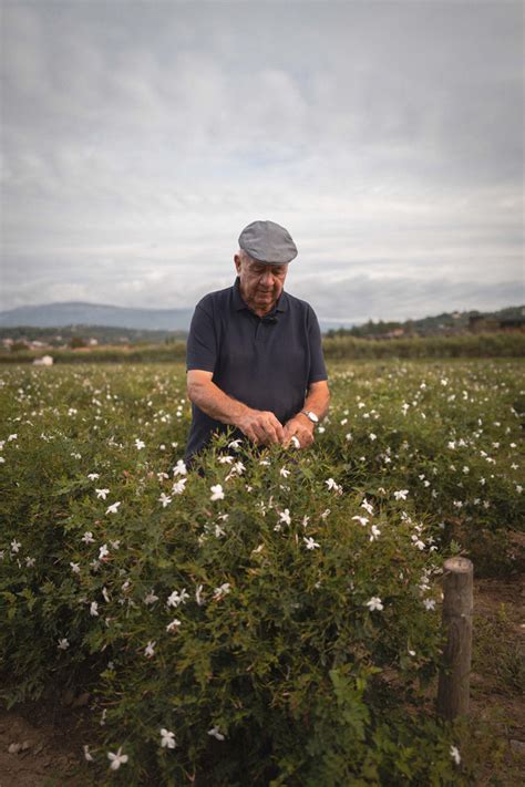 cassis chanel flower field|An exclusive look at the Chanel flower fields in Grasse .